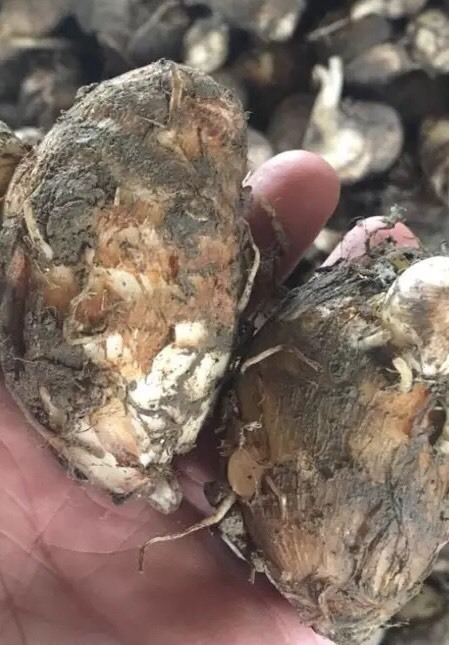 建瓯市芋艿  芋头 福建精品白芽芋子大量上市 产区直供价格便宜