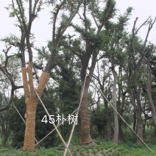  自家山地苗圃朴树，一手货源，无中间商吃差价，价格优惠