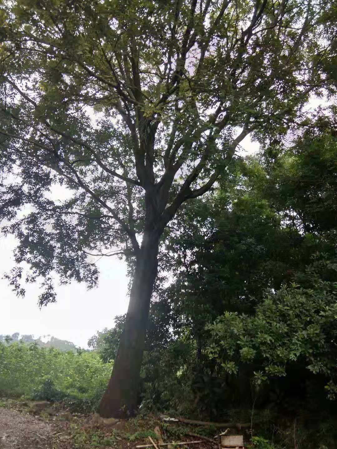  自家山地苗圃朴树，一手货源，无中间商吃差价，价格优惠