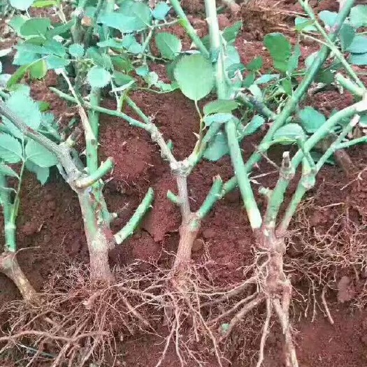 昆明月季苗 100棵起订云南昆明2年到3玫瑰大苗绿化工程盆栽苗 老桩苗