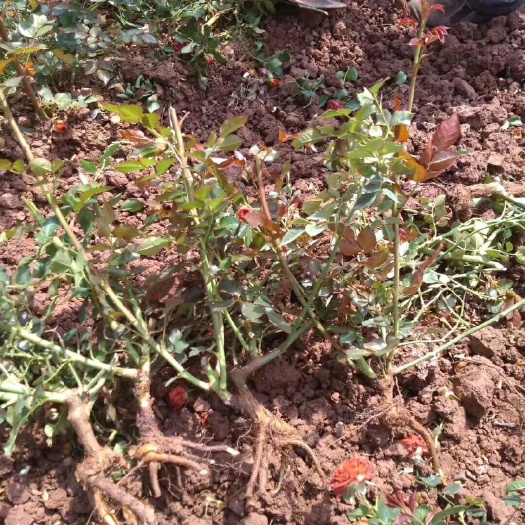  云南玫瑰老桩苗 大花月季大苗 2到3年玫瑰花苗盆栽苗 工程苗