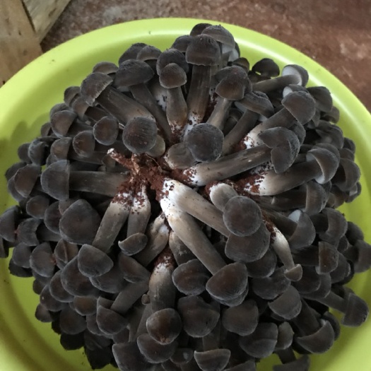 祁东县 长期供应鸡枞菌