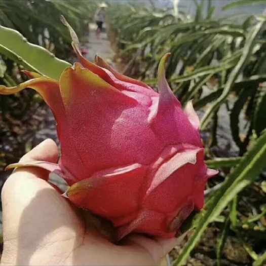 高州市红皮红肉火龙果 中（5-7两）