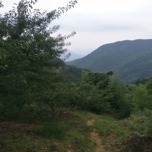 重庆市脱骨李 海拔645公尺的土货，还有一周正儿八经上市啦！