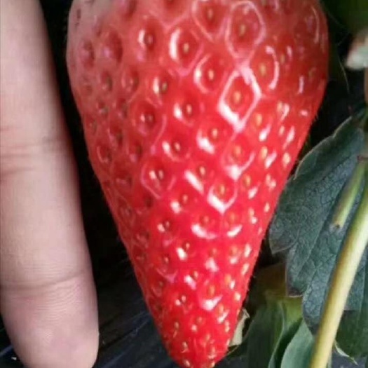 泰安 草莓苗
