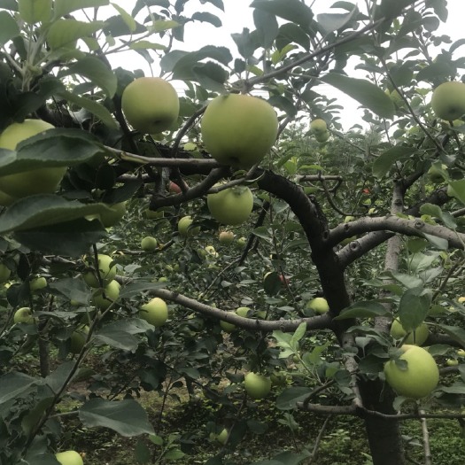 大荔县晨阳苹果 65mm以上 翠绿 膜袋