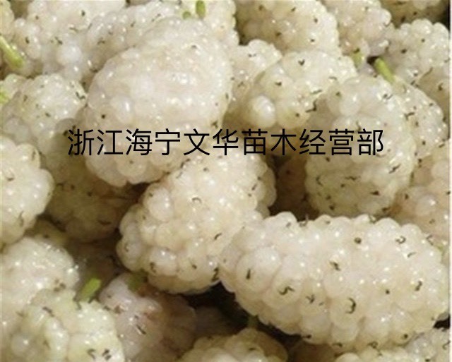 海宁市白玉王桑树苗 白玉王果实鲜甜，老少皆宜，青苗上市