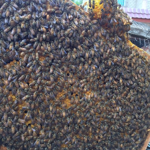 廉江市 中蜂老蜂王