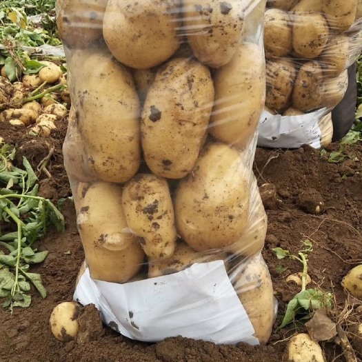 玉田县荷兰15号土豆 2两以上 