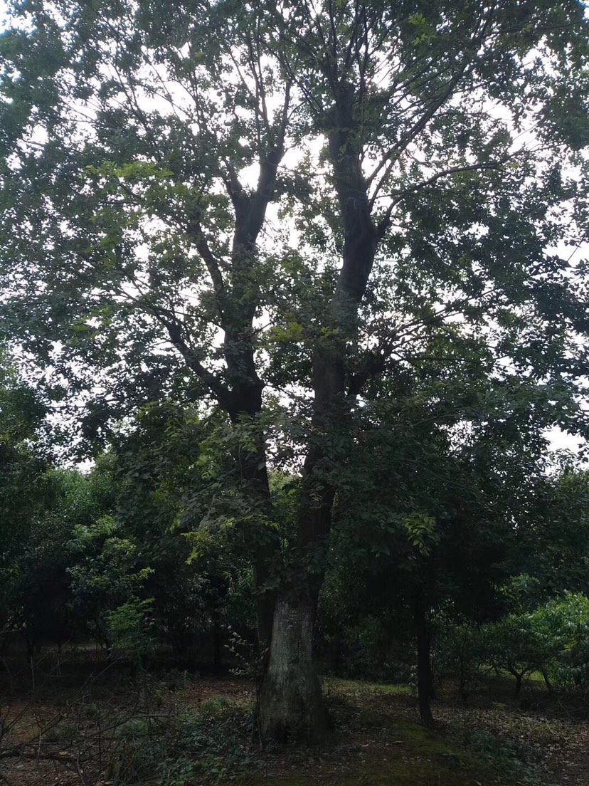  自家山地苗圃朴树，一手货源，无中间商吃差价，价格优惠