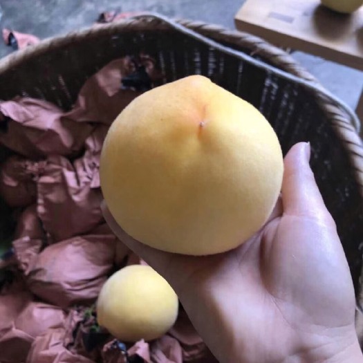 炎陵县炎陵黄桃