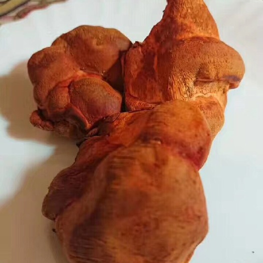 台北樟木 牛樟菇子实体牛樟芝