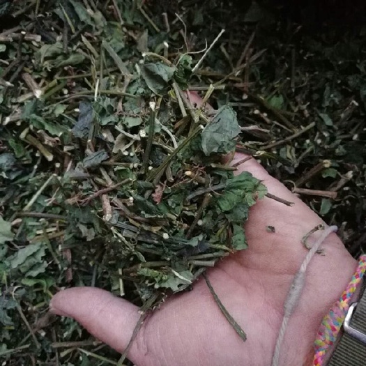 景洪市 猫须草养肾养生茶，降尿酸，治痛风安全无副作用中草药