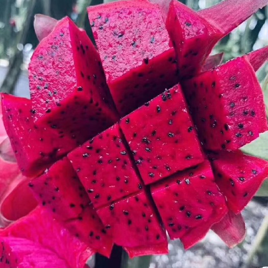 南宁 金都一号火龙果