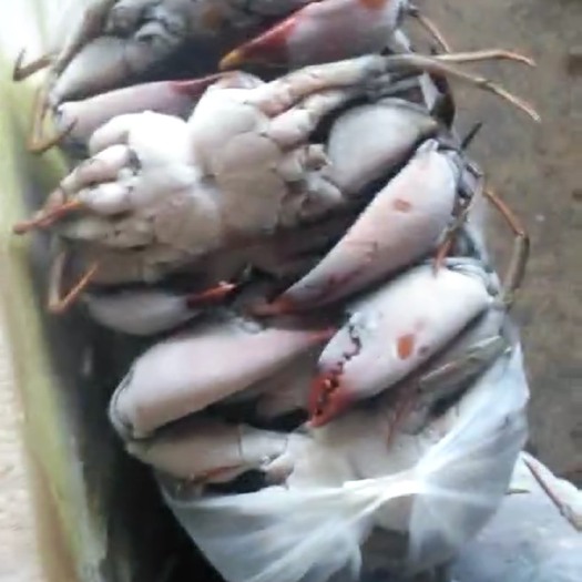 昆明缅甸黑蟹 冰鲜蟹，各种类型各种规格，价钱美丽，静待缘分
