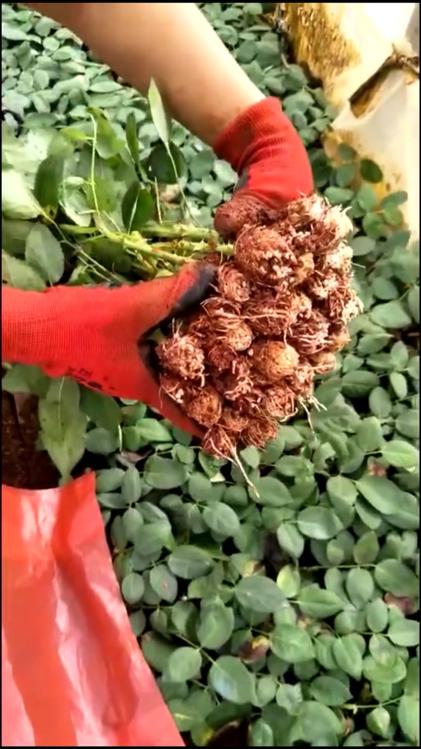 1000棵顺丰包邮云南昆明斗南各色系玫瑰花苗大花月季种苗