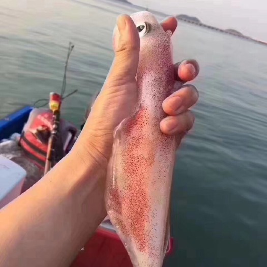 饶平县南澳宅鱿