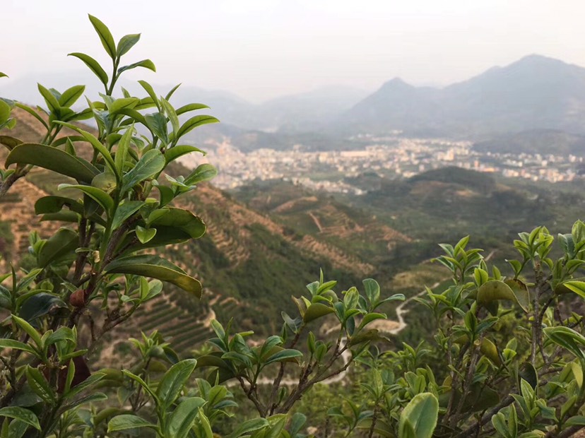 凤凰单丛茶抽湿茶绿衣仙子老枞高山清香大乌叶鸭屎香绿单枞茶