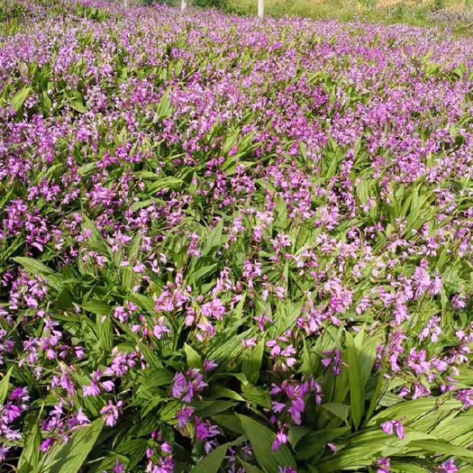 杭州紫花白芨苗 最高性价比白芨，20年基地直发，无中间商。价廉物美