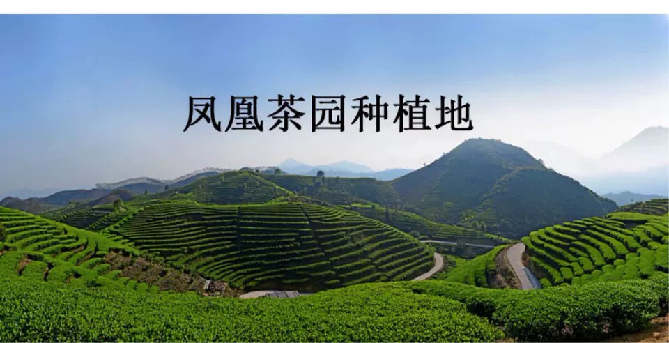 凤凰单丛茶抽湿茶绿衣仙子老枞高山清香大乌叶鸭屎香绿单枞茶