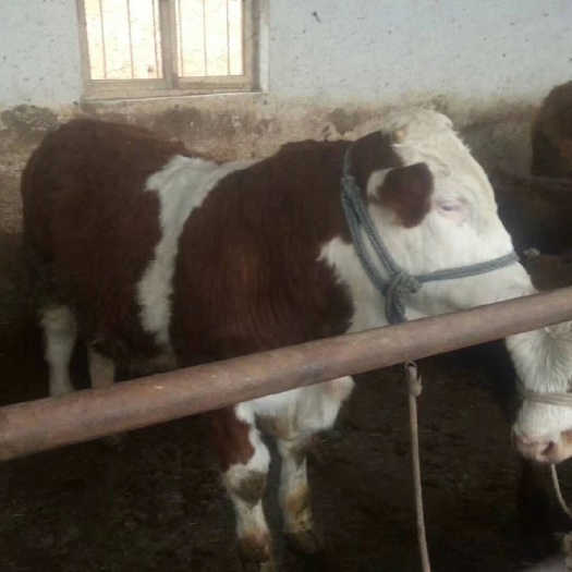 肉牛  西门塔尔牛。养殖牛，致富牛，品种牛，