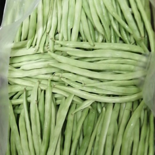 枝江市 高山無筋四季豆