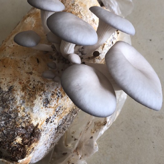 宜昌平菇菌种