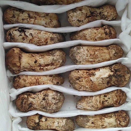 上海 松茸天然