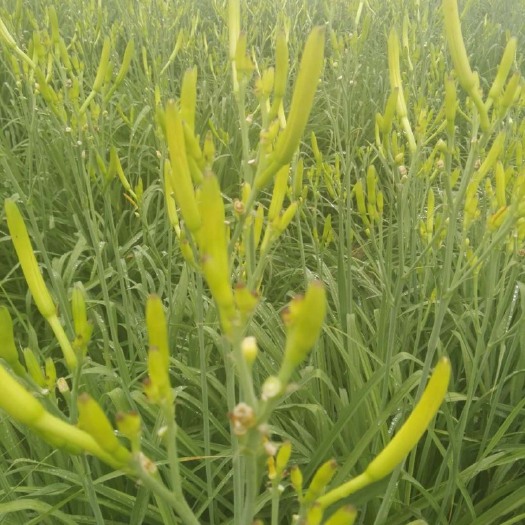 蒲城县 蒲城洛河边，精品黄花菜
