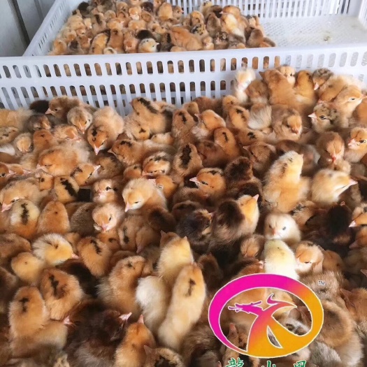 广州高产麻羽鸡苗 母