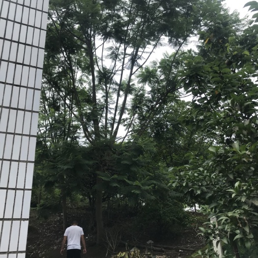 自贡丛生蓝花楹 5米以上