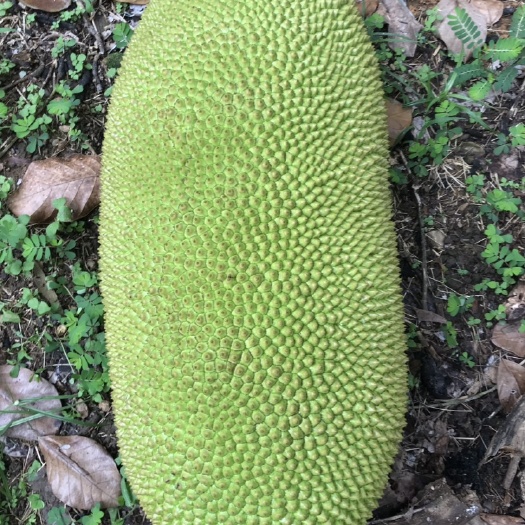 海口 海南菠萝蜜 马来一号