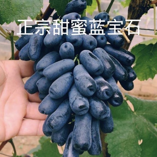 平邑县 蓝宝石葡萄苗 嫁接2~3年苗  南北方均可种植  保真品种