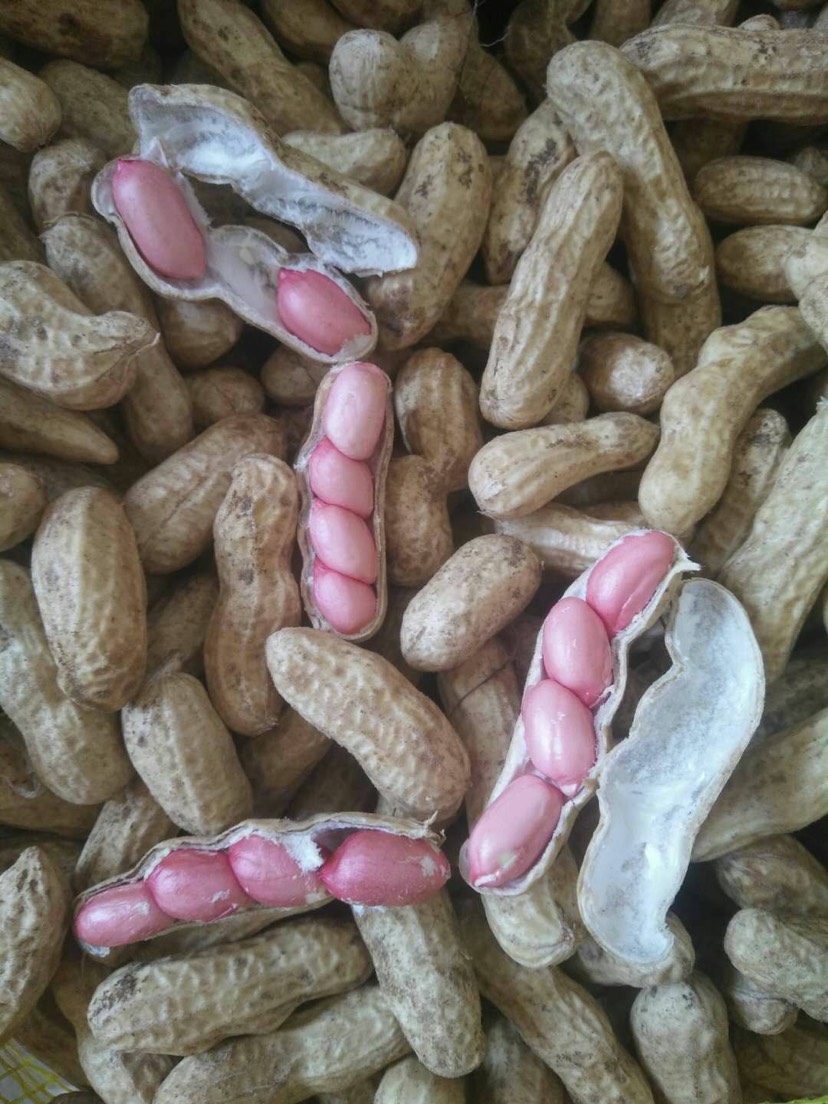 鲜花生  新鲜大果花生。