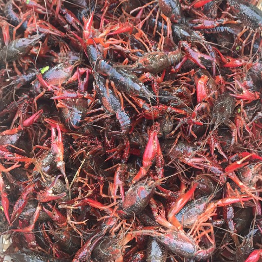 洪湖市 湖北洪湖清水小龙虾