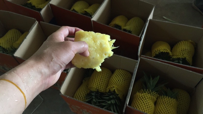 景洪市 云南金钻凤梨 无眼菠萝 自然熟 大量上市 大果