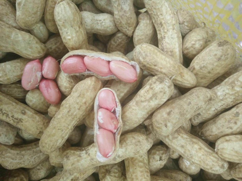鲜花生  新鲜大果花生。