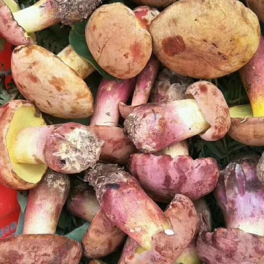 昆明 幸福云南：新鲜牛肝菌