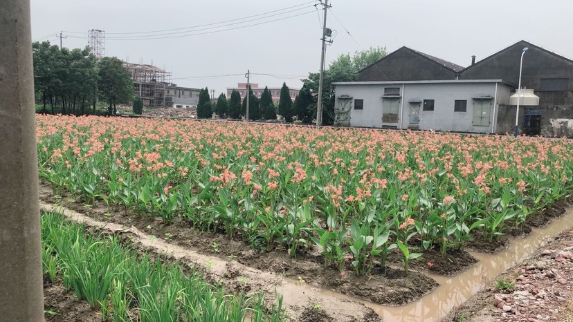 杭州 粉花美人蕉