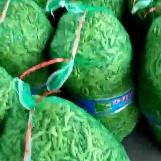 郯城县 郯城县红花镇毛豆全绿饱满