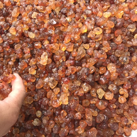 随州 天然桃胶，纯手工采摘，健康之佳品！
