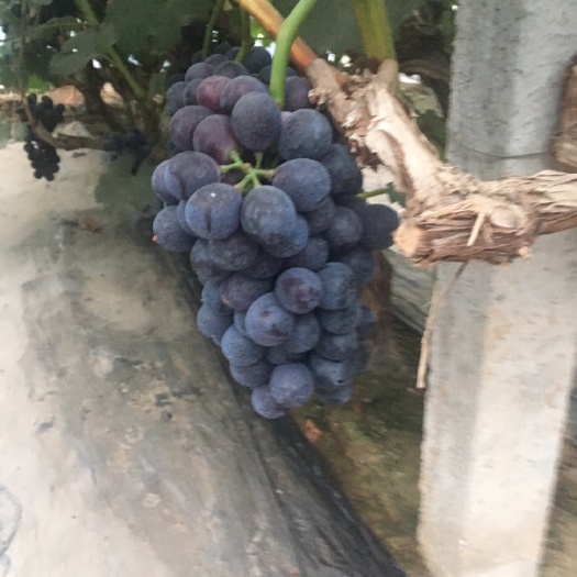 邯郸 夏黑葡萄大量供应葡萄基地