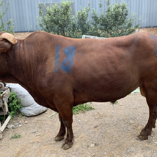 礼县黄牛  肉用，公牛。养殖牛，致富牛。
