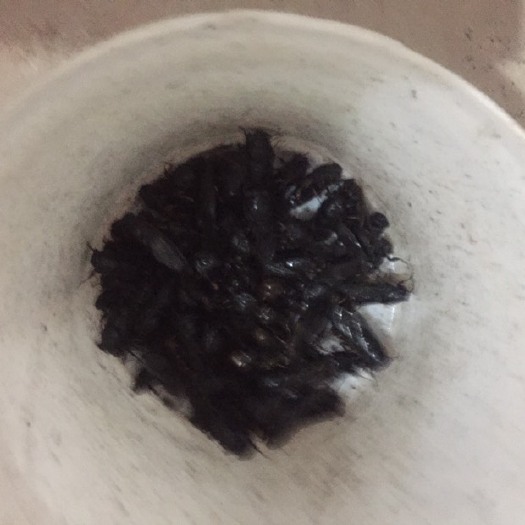 抚州金蝉