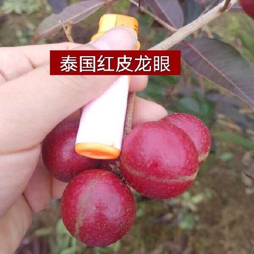 灵山县 新品泰国红皮龙眼苗嫁接苗 营养超倍好吃龙眼盆栽地栽果树