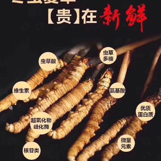 杭州冬虫夏草 正品