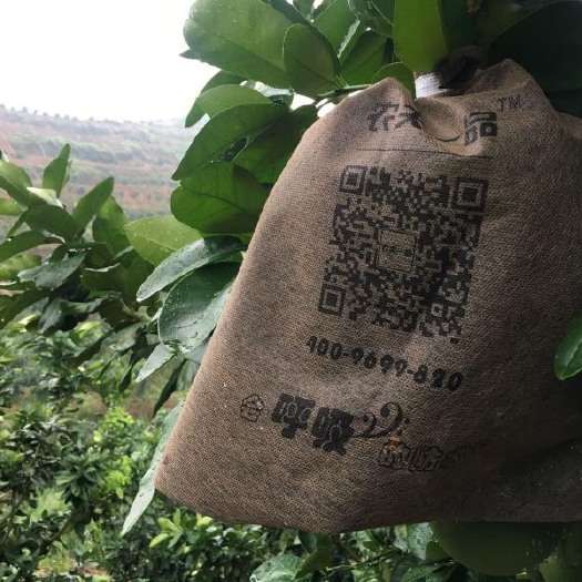 东莞市柠檬套袋 无纺布袋