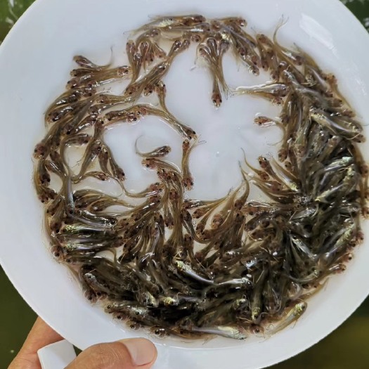 广州 优质叉尾鮰鱼苗 斑点叉尾鱼
