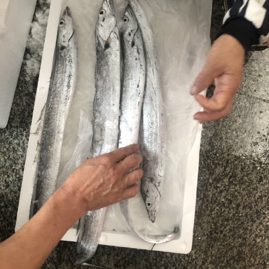 漳浦县 新鲜带鱼供应
