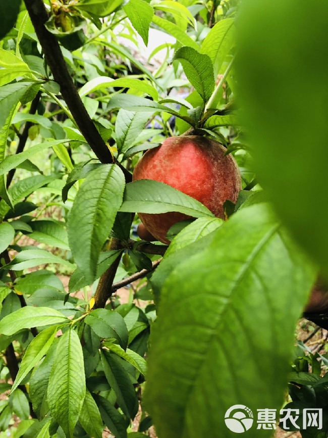 蜜桃苗 4月成熟，脱毒苗